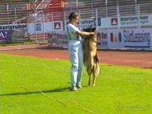 Поездка в Германию на автомобиле с немецкой овчаркой. Часть 4. Первый день Зигера в Карлсруэ