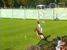 Поездка в Германию на автомобиле с немецкой овчаркой. Часть 4. Первый день Зигера в Карлсруэ