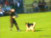 Поездка в Германию на автомобиле с немецкой овчаркой. Часть 4. Первый день Зигера в Карлсруэ