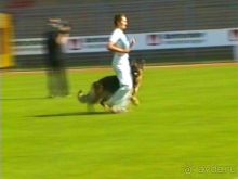 Поездка в Германию на автомобиле с немецкой овчаркой. Часть 4. Первый день Зигера в Карлсруэ