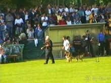 Поездка в Германию на автомобиле с немецкой овчаркой. Часть 4. Первый день Зигера в Карлсруэ