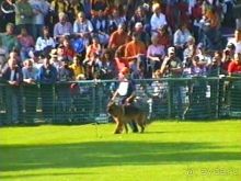 Поездка в Германию на автомобиле с немецкой овчаркой. Часть 4. Первый день Зигера в Карлсруэ