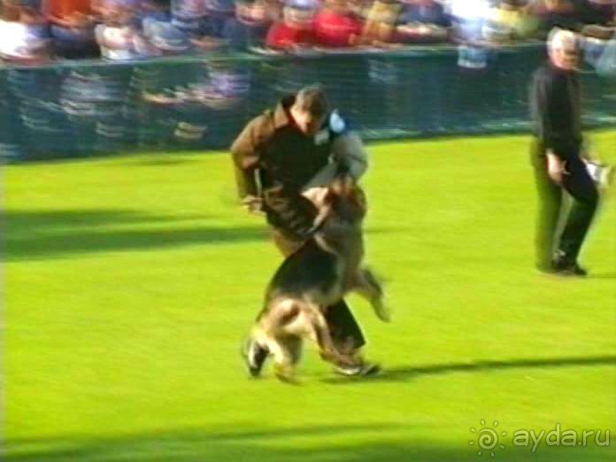 Поездка в Германию на автомобиле с немецкой овчаркой. Часть 4. Первый день Зигера в Карлсруэ