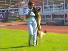 Поездка в Германию на автомобиле с немецкой овчаркой. Часть 4. Первый день Зигера в Карлсруэ