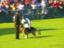 Поездка в Германию на автомобиле с немецкой овчаркой. Часть 4. Первый день Зигера в Карлсруэ