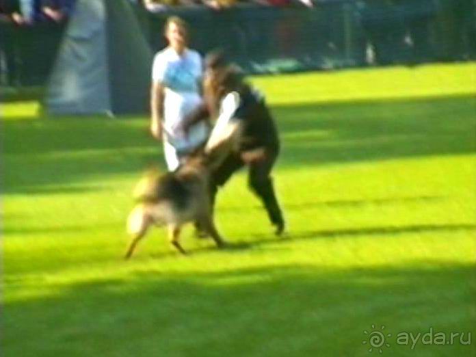 Поездка в Германию на автомобиле с немецкой овчаркой. Часть 4. Первый день Зигера в Карлсруэ