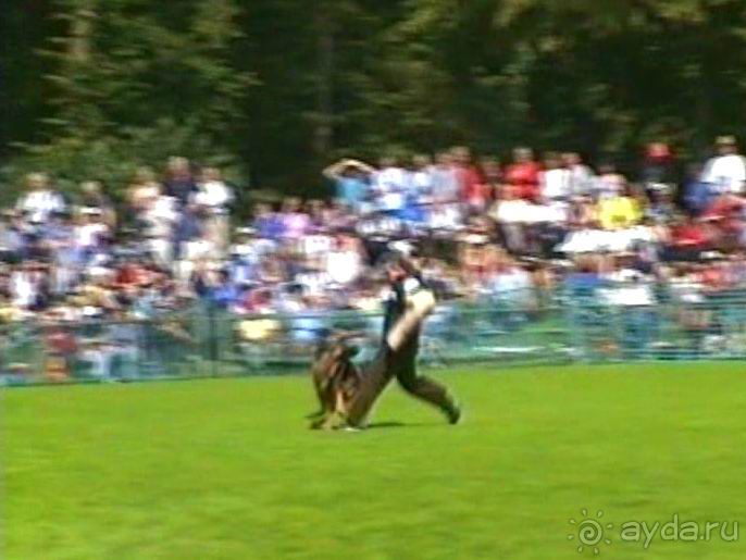 Поездка в Германию на автомобиле с немецкой овчаркой. Часть 4. Первый день Зигера в Карлсруэ