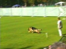 Поездка в Германию на автомобиле с немецкой овчаркой. Часть 4. Первый день Зигера в Карлсруэ