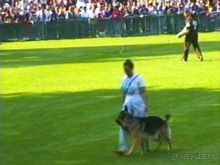 Поездка в Германию на автомобиле с немецкой овчаркой. Часть 4. Первый день Зигера в Карлсруэ