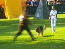 Поездка в Германию на автомобиле с немецкой овчаркой. Часть 4. Первый день Зигера в Карлсруэ