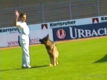 Поездка в Германию на автомобиле с немецкой овчаркой. Часть 4. Первый день Зигера в Карлсруэ