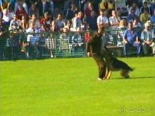 Поездка в Германию на автомобиле с немецкой овчаркой. Часть 4. Первый день Зигера в Карлсруэ