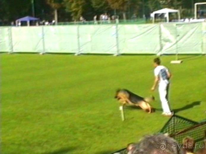 Поездка в Германию на автомобиле с немецкой овчаркой. Часть 4. Первый день Зигера в Карлсруэ