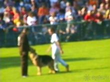 Поездка в Германию на автомобиле с немецкой овчаркой. Часть 4. Первый день Зигера в Карлсруэ