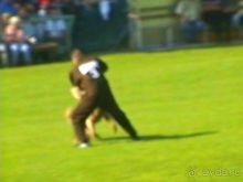 Поездка в Германию на автомобиле с немецкой овчаркой. Часть 4. Первый день Зигера в Карлсруэ