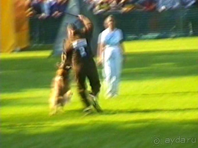 Поездка в Германию на автомобиле с немецкой овчаркой. Часть 4. Первый день Зигера в Карлсруэ