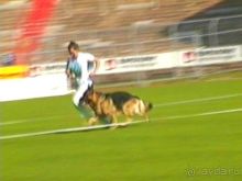 Поездка в Германию на автомобиле с немецкой овчаркой. Часть 4. Первый день Зигера в Карлсруэ