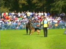 Поездка в Германию на автомобиле с немецкой овчаркой. Часть 4. Первый день Зигера в Карлсруэ