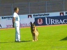 Поездка в Германию на автомобиле с немецкой овчаркой. Часть 4. Первый день Зигера в Карлсруэ