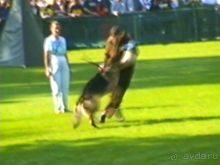 Поездка в Германию на автомобиле с немецкой овчаркой. Часть 4. Первый день Зигера в Карлсруэ