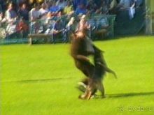 Поездка в Германию на автомобиле с немецкой овчаркой. Часть 4. Первый день Зигера в Карлсруэ