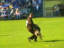 Поездка в Германию на автомобиле с немецкой овчаркой. Часть 4. Первый день Зигера в Карлсруэ