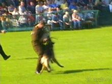 Поездка в Германию на автомобиле с немецкой овчаркой. Часть 4. Первый день Зигера в Карлсруэ