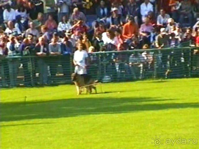 Поездка в Германию на автомобиле с немецкой овчаркой. Часть 4. Первый день Зигера в Карлсруэ