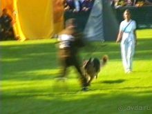 Поездка в Германию на автомобиле с немецкой овчаркой. Часть 4. Первый день Зигера в Карлсруэ