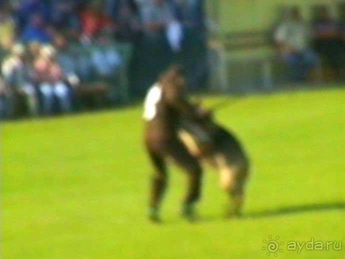 Поездка в Германию на автомобиле с немецкой овчаркой. Часть 4. Первый день Зигера в Карлсруэ
