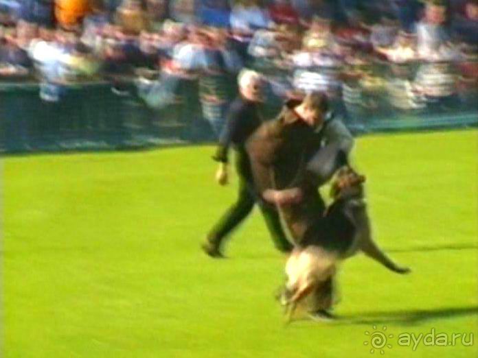 Поездка в Германию на автомобиле с немецкой овчаркой. Часть 4. Первый день Зигера в Карлсруэ