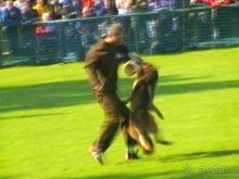 Поездка в Германию на автомобиле с немецкой овчаркой. Часть 4. Первый день Зигера в Карлсруэ