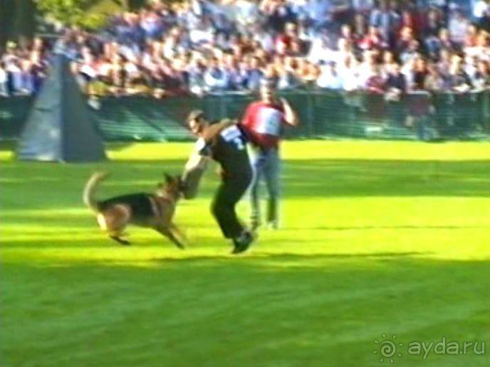 Поездка в Германию на автомобиле с немецкой овчаркой. Часть 4. Первый день Зигера в Карлсруэ