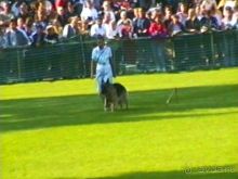 Поездка в Германию на автомобиле с немецкой овчаркой. Часть 4. Первый день Зигера в Карлсруэ