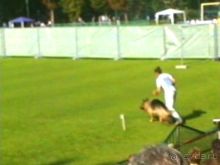 Поездка в Германию на автомобиле с немецкой овчаркой. Часть 4. Первый день Зигера в Карлсруэ