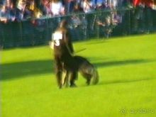 Поездка в Германию на автомобиле с немецкой овчаркой. Часть 4. Первый день Зигера в Карлсруэ