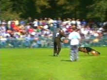 Поездка в Германию на автомобиле с немецкой овчаркой. Часть 4. Первый день Зигера в Карлсруэ