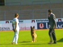 Поездка в Германию на автомобиле с немецкой овчаркой. Часть 4. Первый день Зигера в Карлсруэ