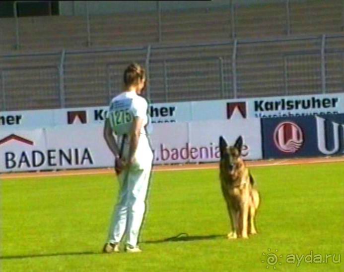 Поездка в Германию на автомобиле с немецкой овчаркой. Часть 4. Первый день Зигера в Карлсруэ