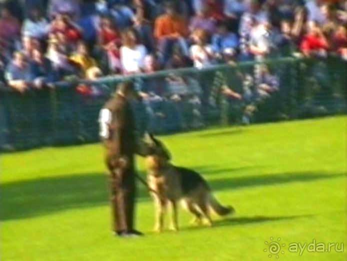 Поездка в Германию на автомобиле с немецкой овчаркой. Часть 4. Первый день Зигера в Карлсруэ