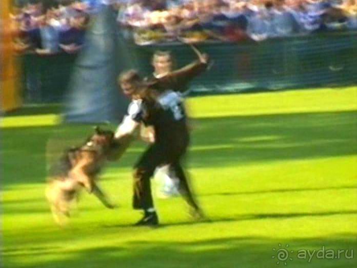 Поездка в Германию на автомобиле с немецкой овчаркой. Часть 4. Первый день Зигера в Карлсруэ