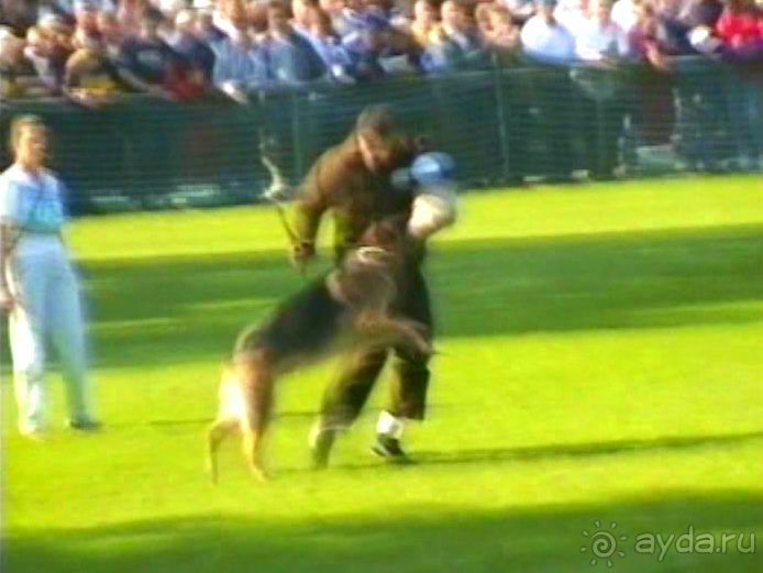 Поездка в Германию на автомобиле с немецкой овчаркой. Часть 4. Первый день Зигера в Карлсруэ