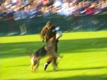 Поездка в Германию на автомобиле с немецкой овчаркой. Часть 4. Первый день Зигера в Карлсруэ