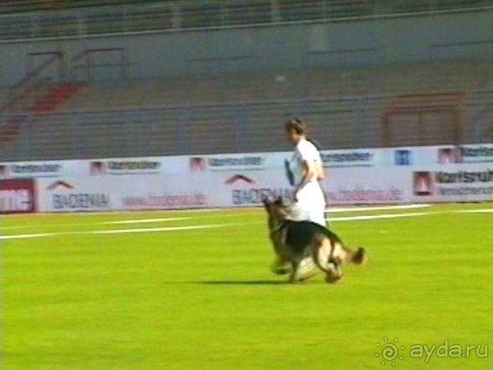 Поездка в Германию на автомобиле с немецкой овчаркой. Часть 4. Первый день Зигера в Карлсруэ