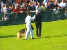 Поездка в Германию на автомобиле с немецкой овчаркой. Часть 4. Первый день Зигера в Карлсруэ