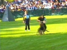 Поездка в Германию на автомобиле с немецкой овчаркой. Часть 4. Первый день Зигера в Карлсруэ