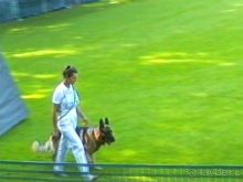 Поездка в Германию на автомобиле с немецкой овчаркой. Часть 4. Первый день Зигера в Карлсруэ