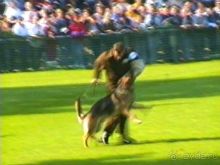 Поездка в Германию на автомобиле с немецкой овчаркой. Часть 4. Первый день Зигера в Карлсруэ