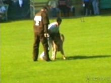 Поездка в Германию на автомобиле с немецкой овчаркой. Часть 4. Первый день Зигера в Карлсруэ