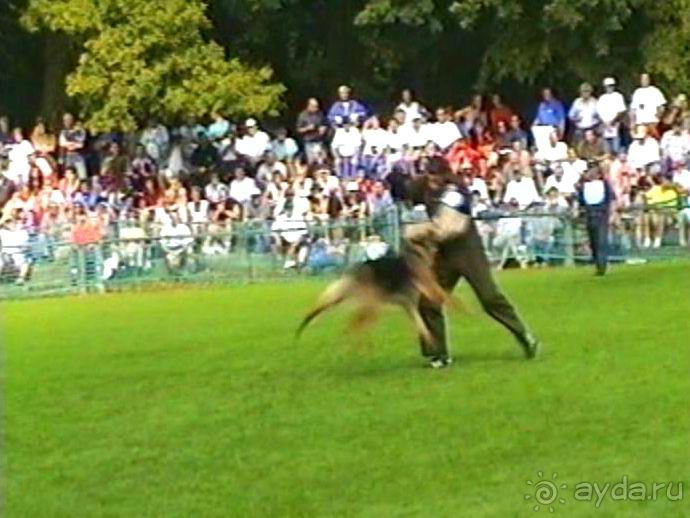 Поездка в Германию на автомобиле с немецкой овчаркой. Часть 4. Первый день Зигера в Карлсруэ